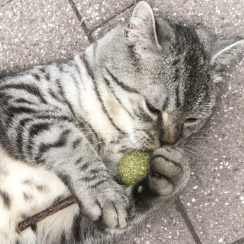 a5b024afdee9e7d768fa4f70b0531d34